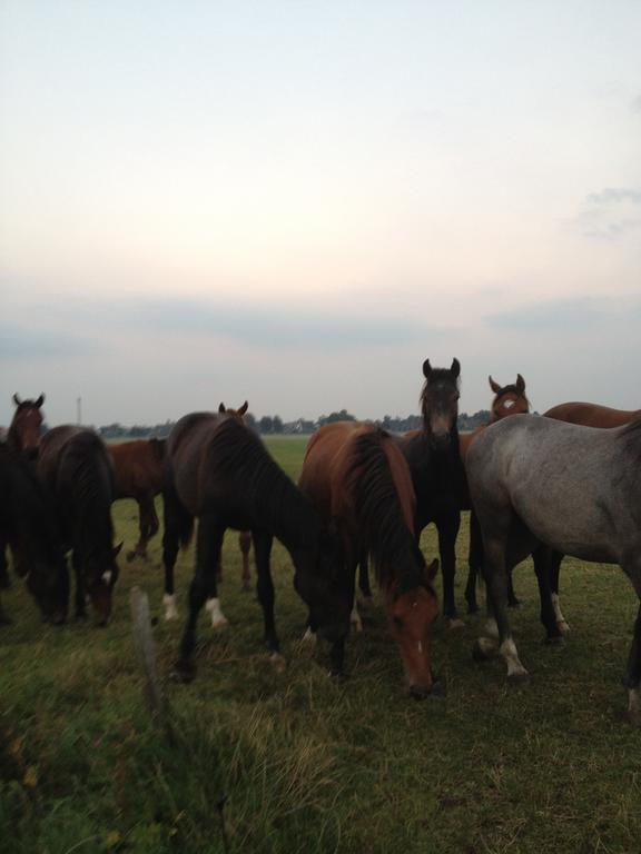 Farm Stay Hof Auf Der Wurp Harrierwurp Εξωτερικό φωτογραφία